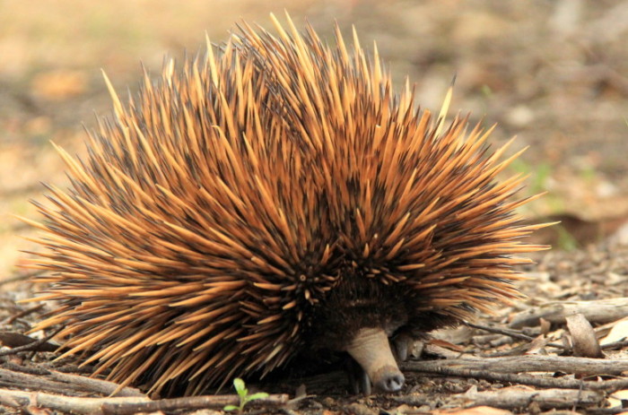 Hump Day Facts #15: Echidna love train