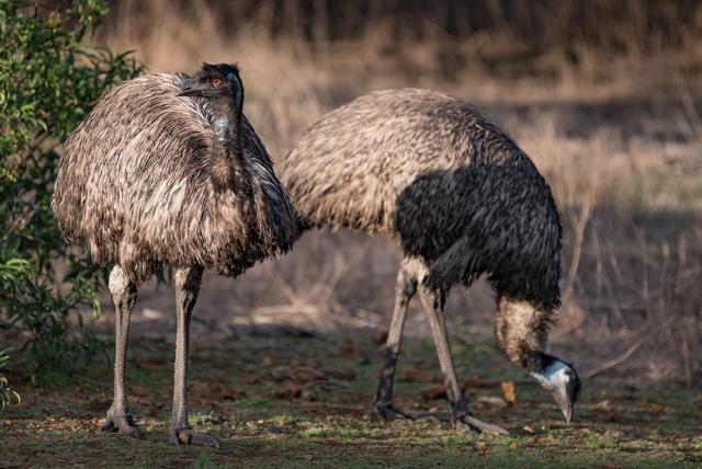 Emus at the Halls Gap, near the Grampians Emus at the Halls Gap, near the Grampians