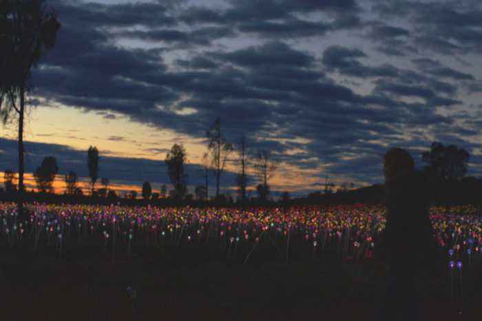 Watch Uluru’s ‘Field of Light’ come alive
