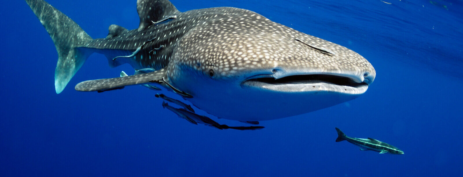 shutterstock_663859063