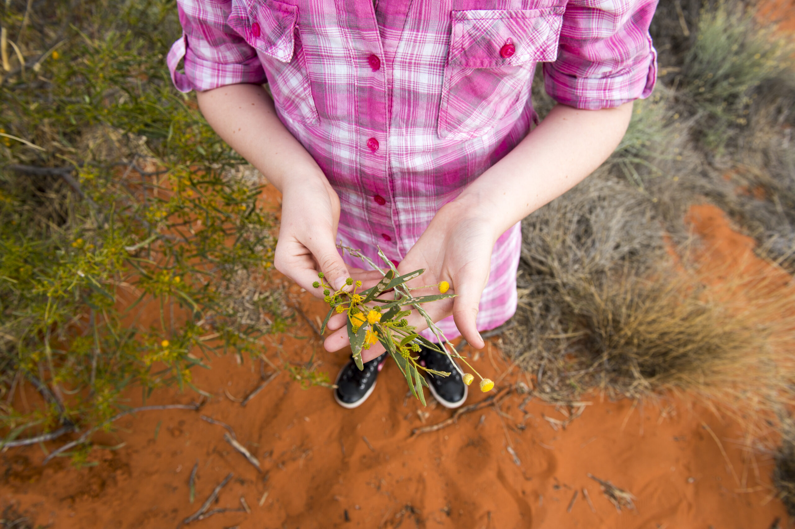Wildflowers in the Desert

